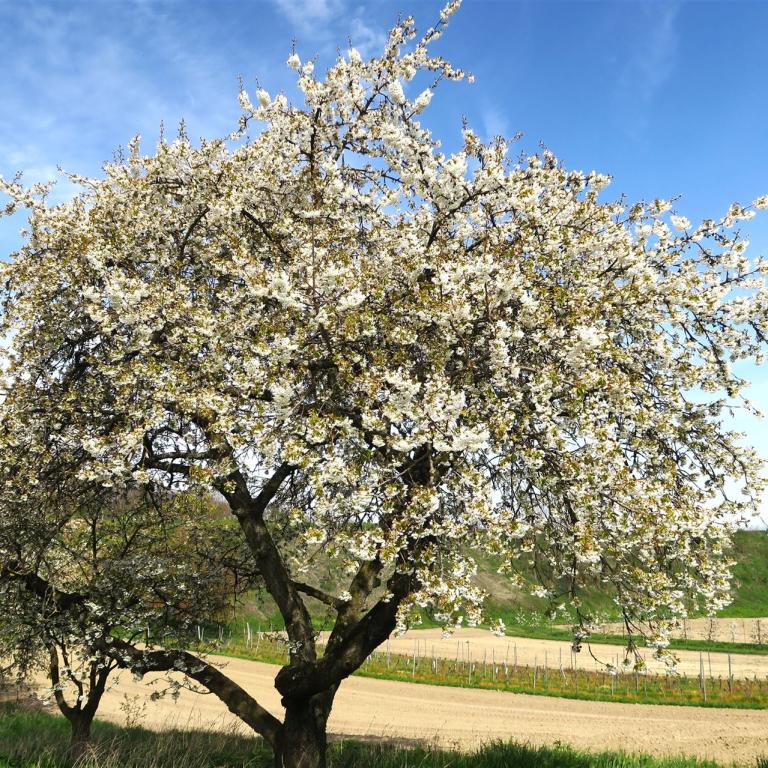 Weiß blühender Baum