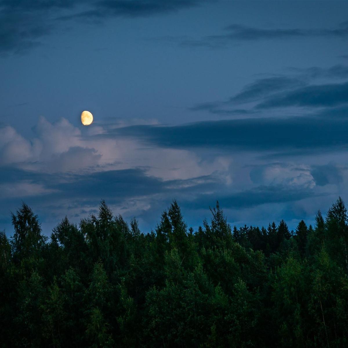Mond über Wald Während Der Nachtzeit