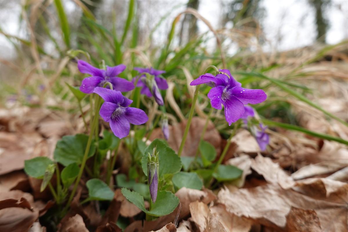 Lila Blume im Laub