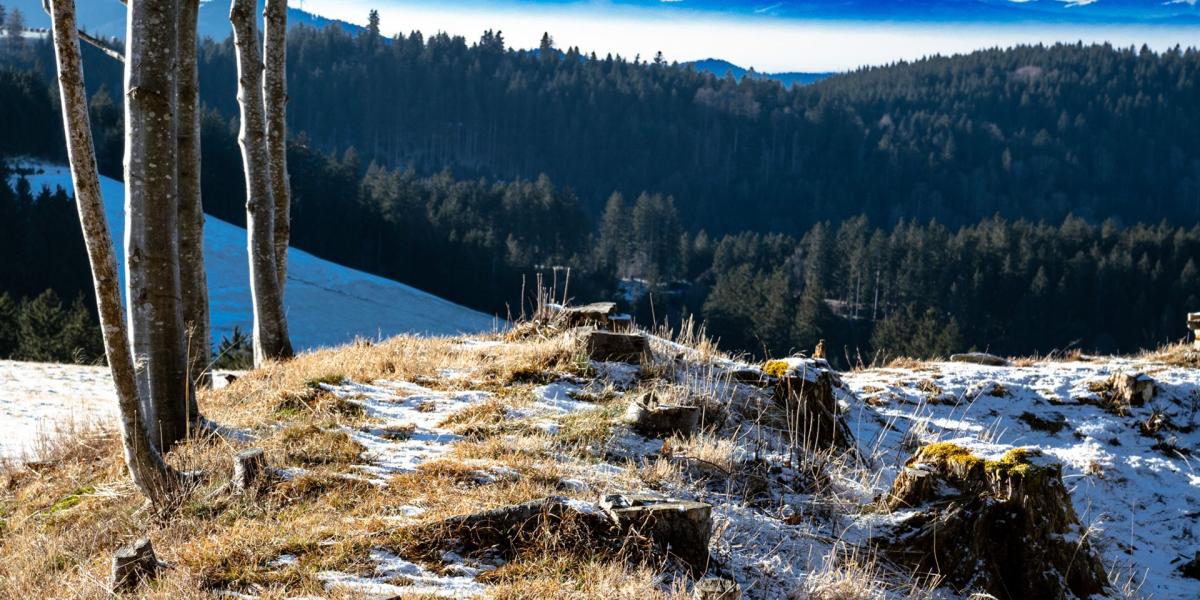 Blick zu den Vogesen