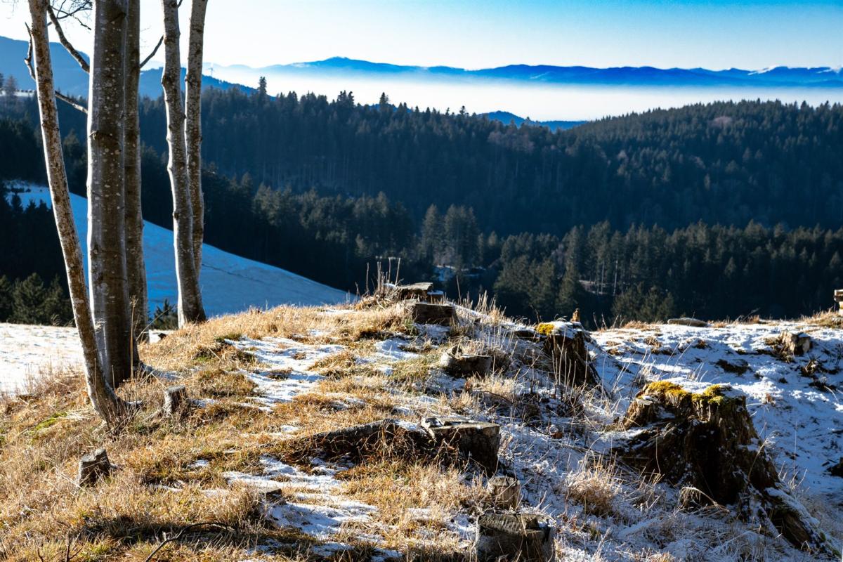 Blick zu den Vogesen