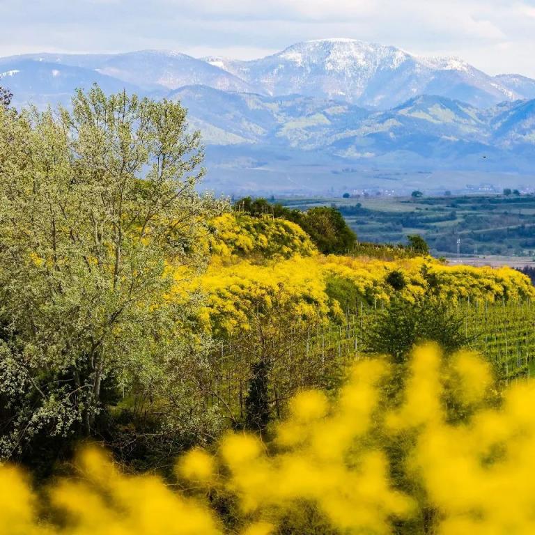Gelb blühende Büsche im Kaiserstuhl