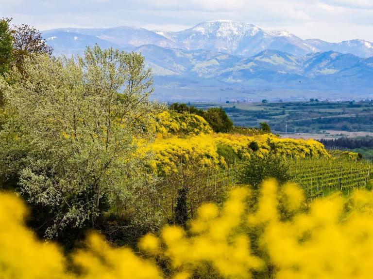 Gelb blühende Büsche im Kaiserstuhl