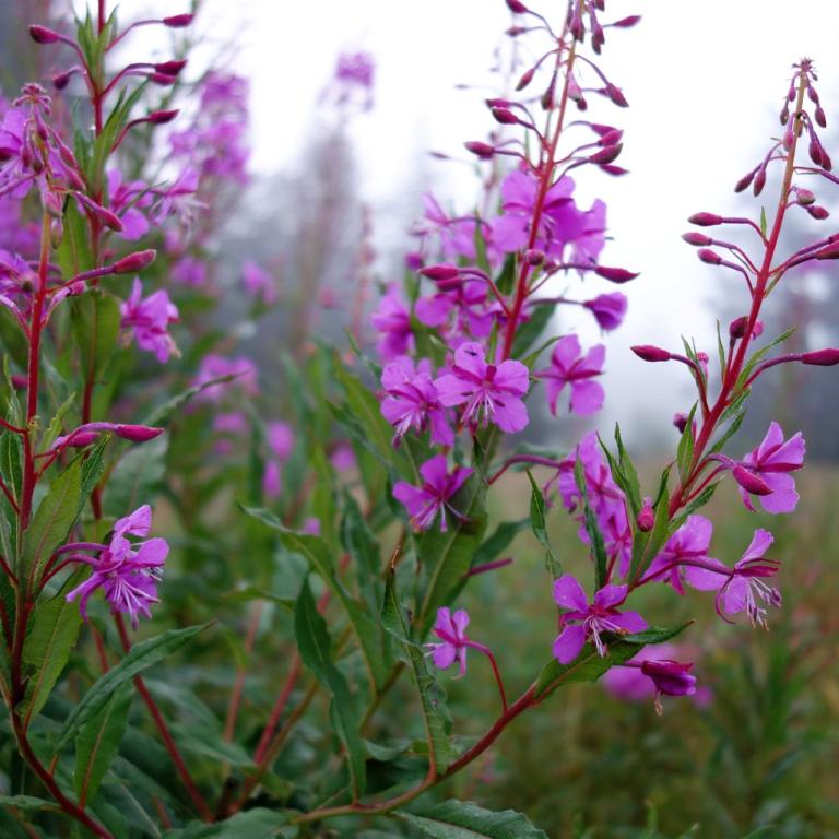 Weidenröschen im im Nebel